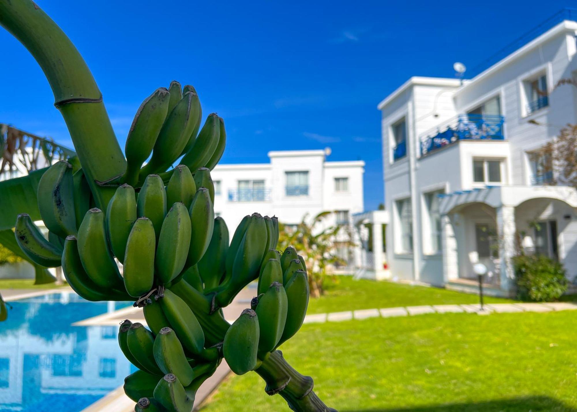Garden Loft Apt With Pool In Alsancak Kyrenia ไคริเนีย ภายนอก รูปภาพ